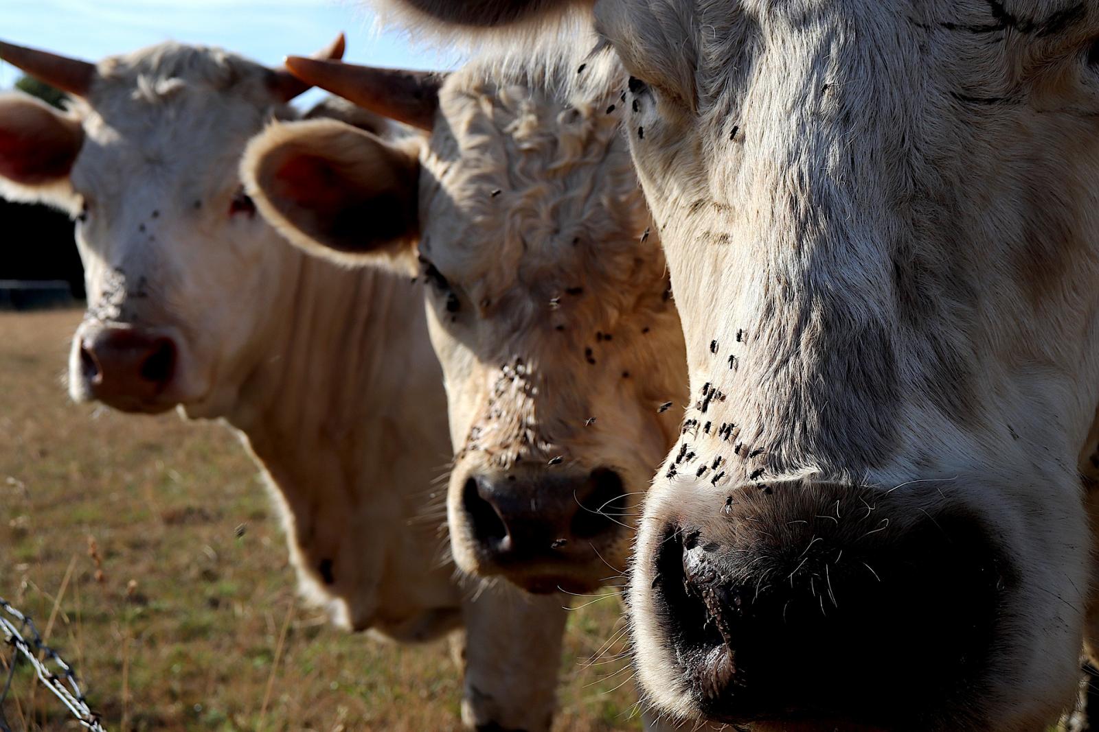 Biologische vliegenbestrijding
