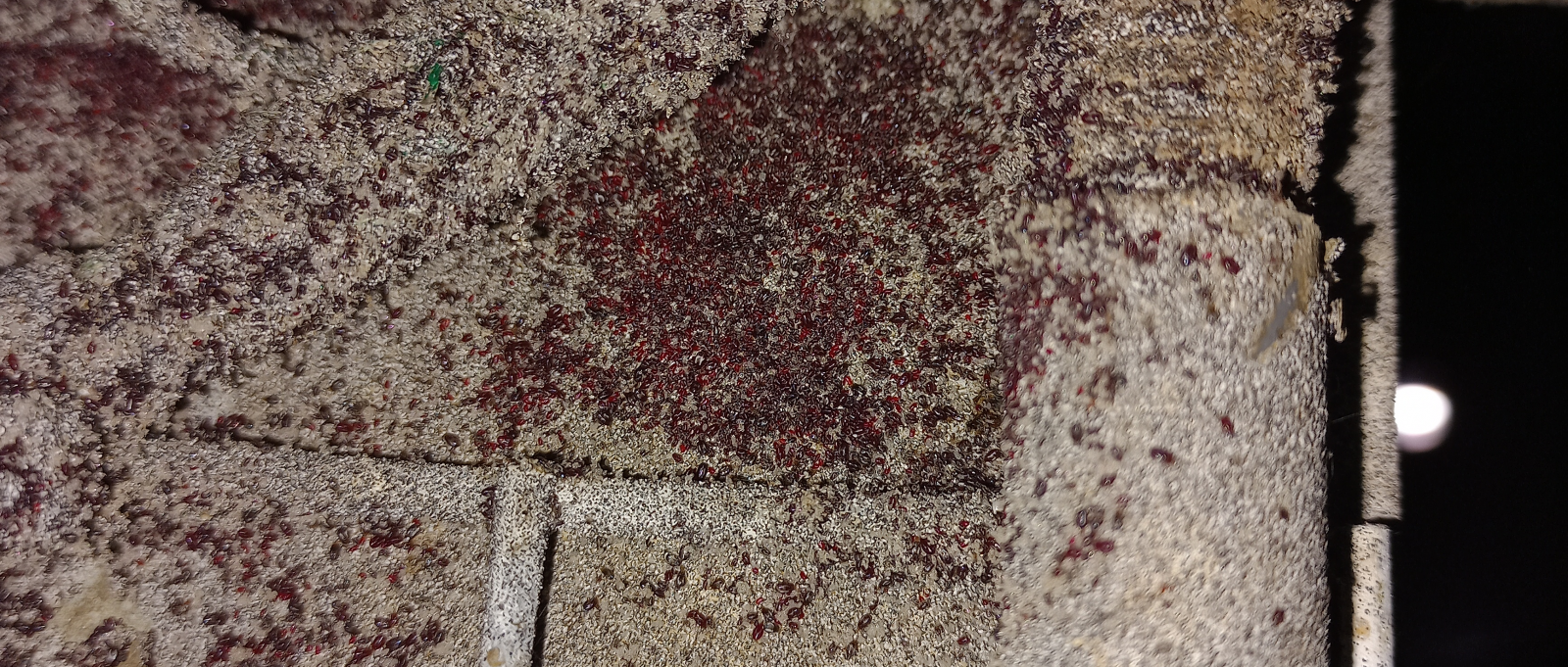 Bloedluisbestrijding