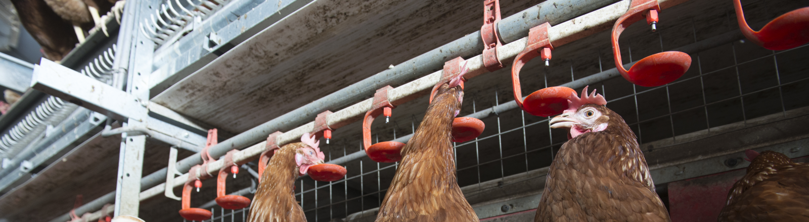 Reiniging drinkwater systeem